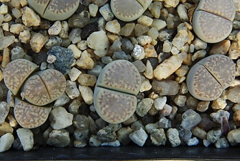 20 Lithops Aucampiae V AUCAMPIAE c173 Seeds SEEDS cactus samen semillas